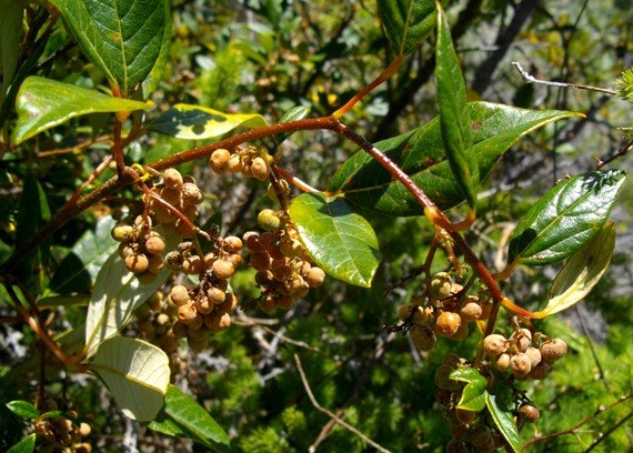 Searsia tomentosa ripe fruit